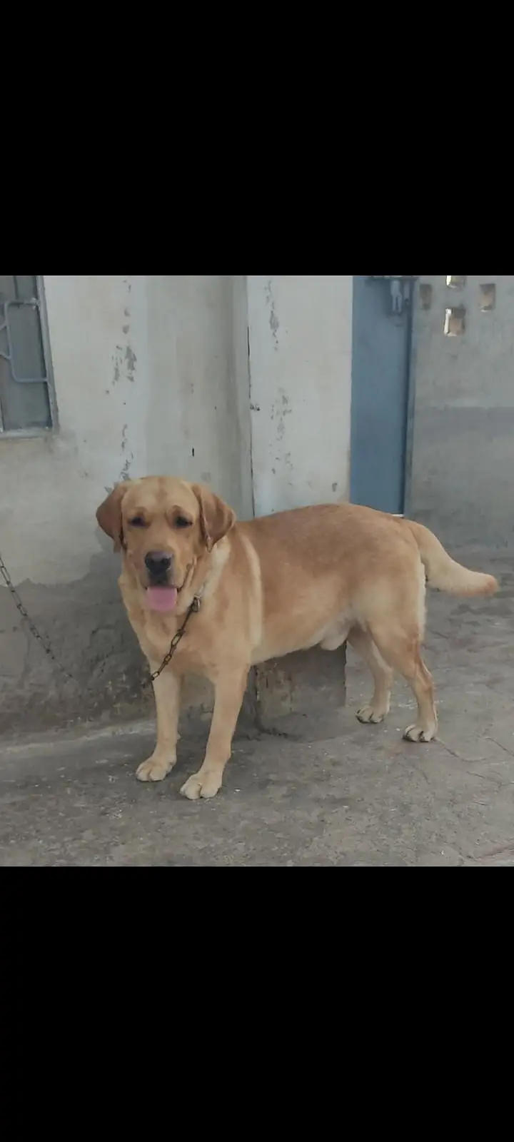 Labrador Male for Sale – Show Quality — photo 2