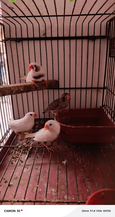 finches for sale