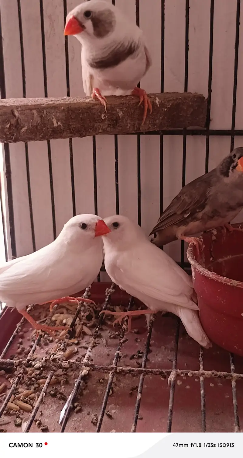 finches for sale — photo 2
