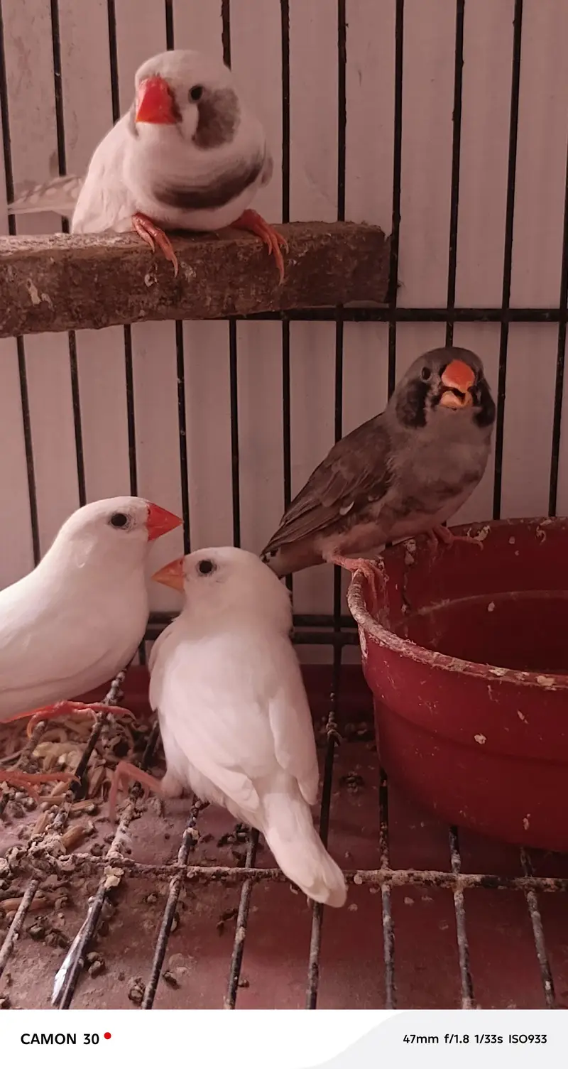 finches for sale — photo 3