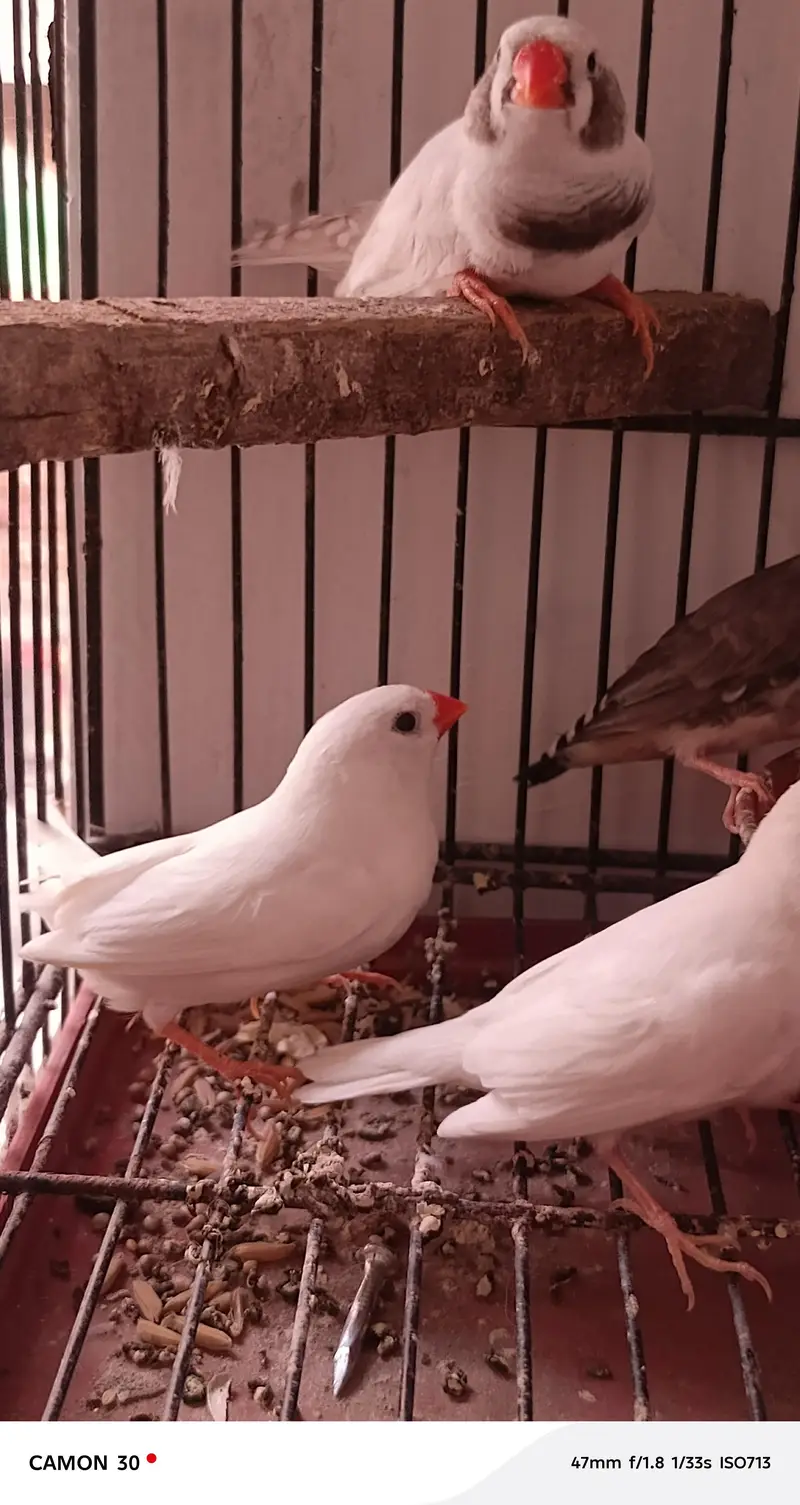 finches for sale — photo 4