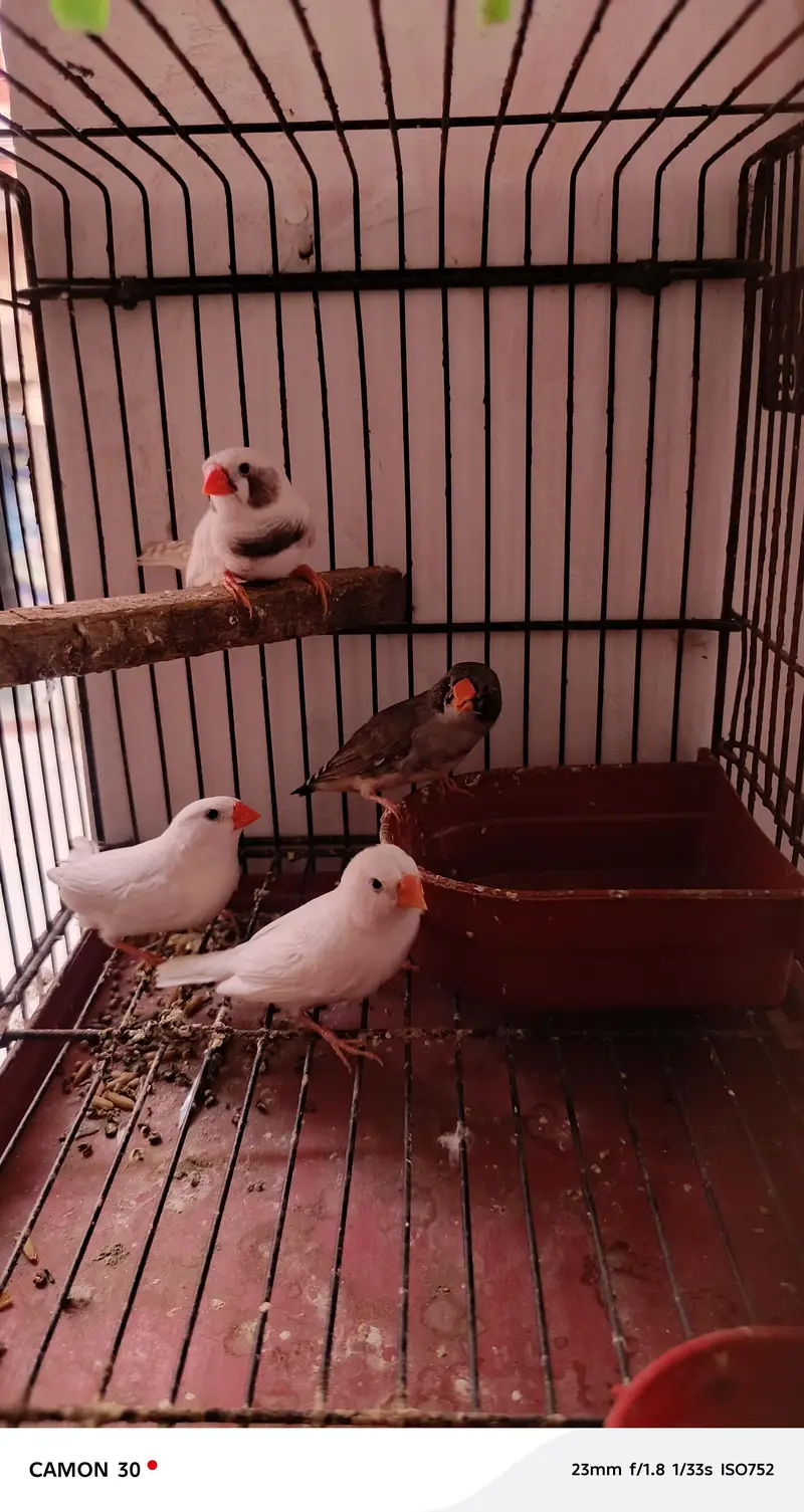 finches for sale — photo 5