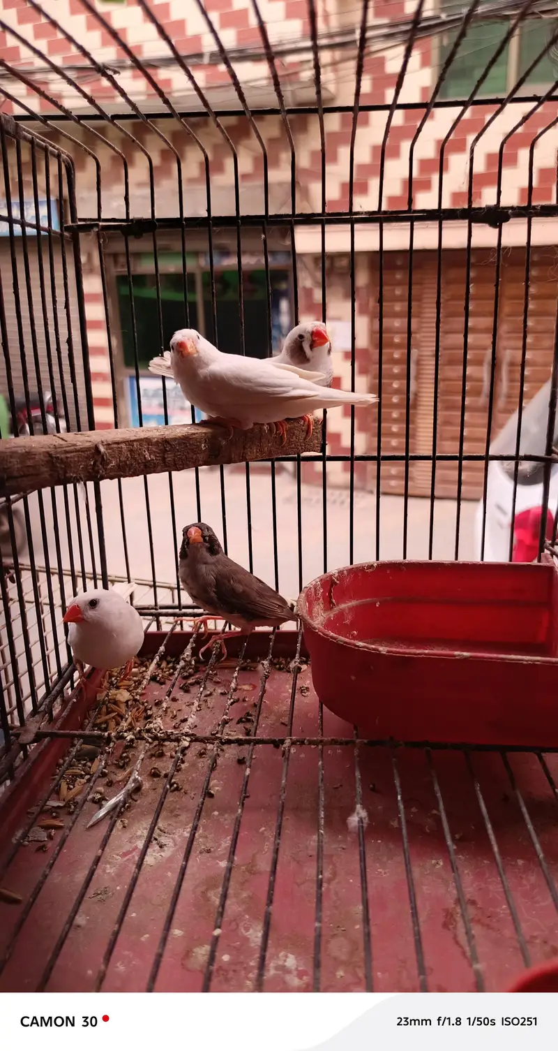 finches for sale — photo 6