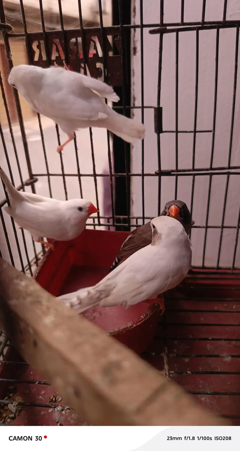 finches for sale — photo 7