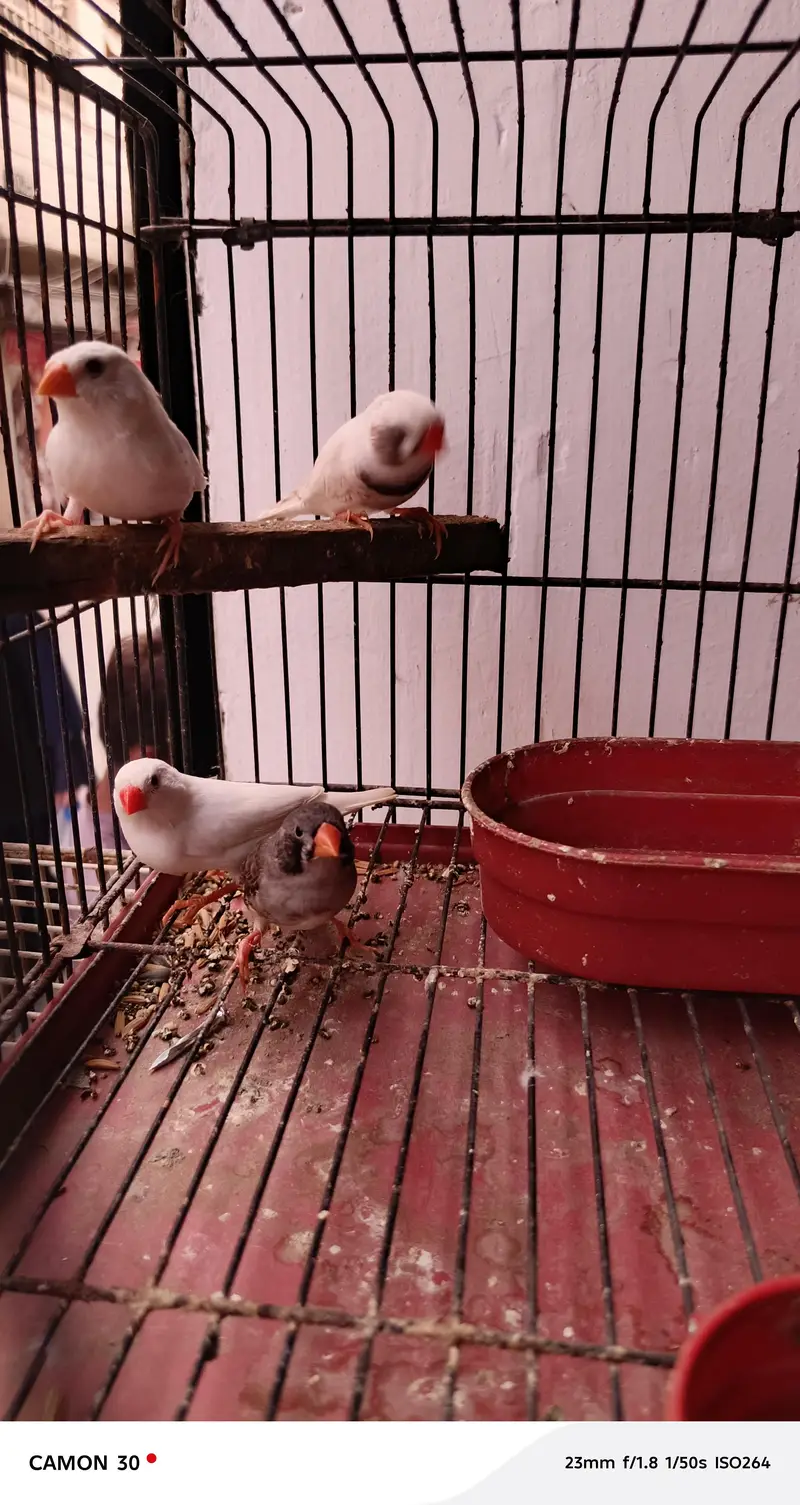 finches for sale — photo 8