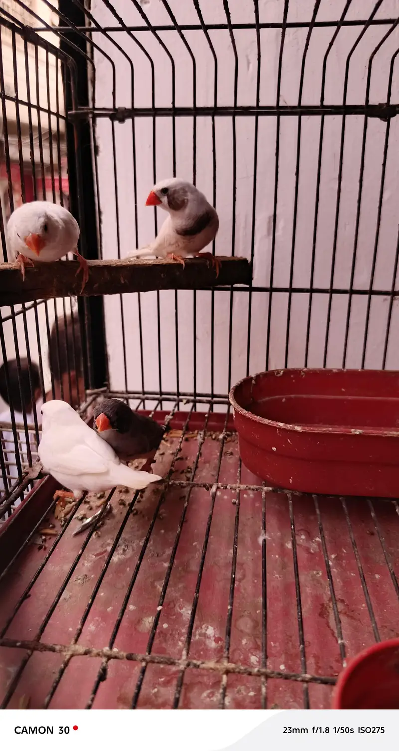 finches for sale — photo 9