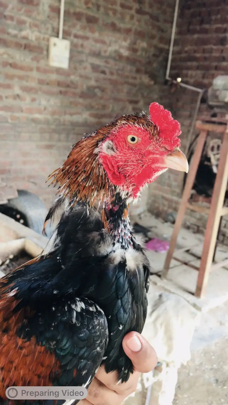 Aseel murga for sale — photo 3