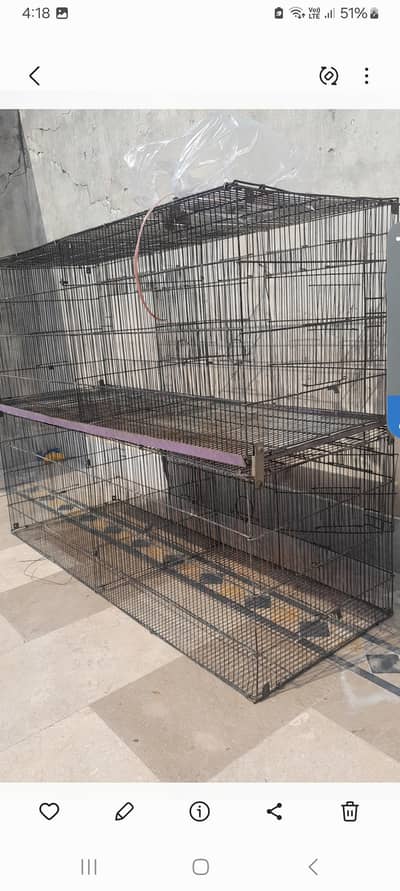 Cage , cocktail  , exibition, green pineapple conure breeder pairs