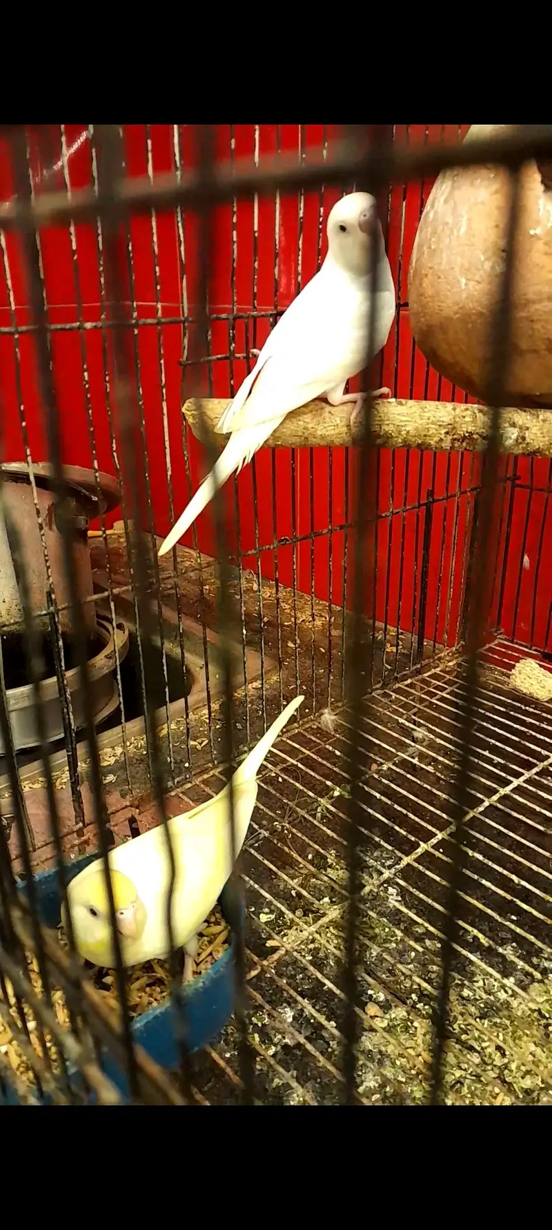 Cage , cocktail  , exibition, green pineapple conure breeder pairs — photo 4