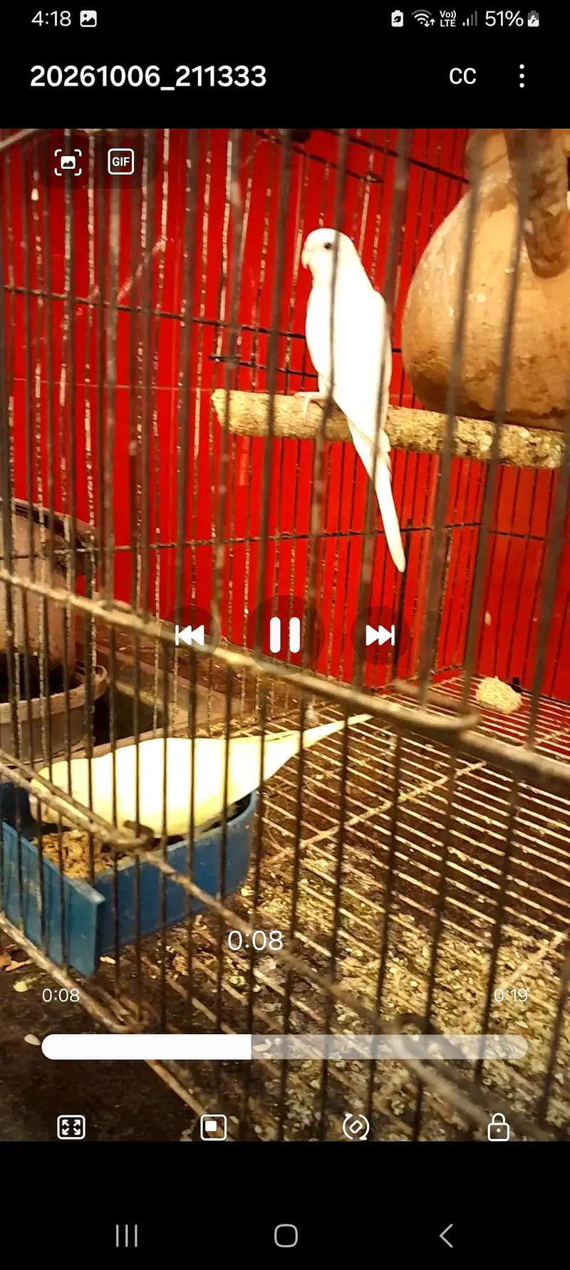 Cage , cocktail  , exibition, green pineapple conure breeder pairs — photo 5