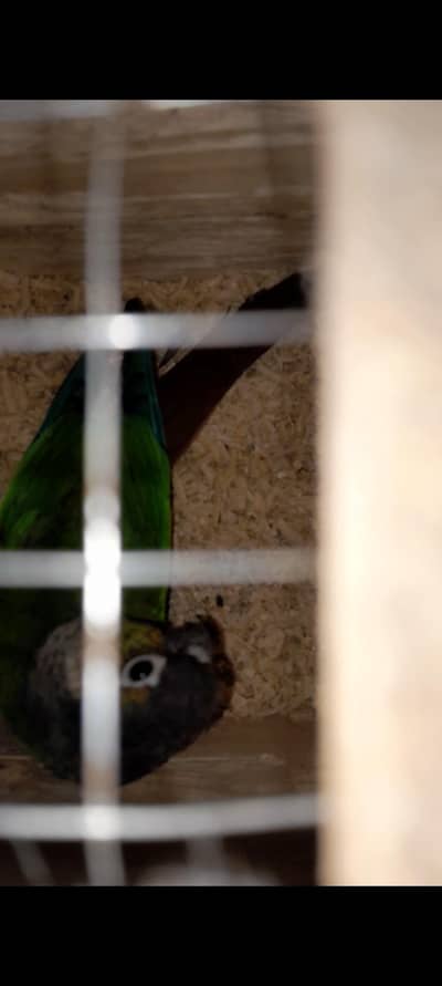 Cage , cocktail  , exibition, green pineapple conure breeder pairs
