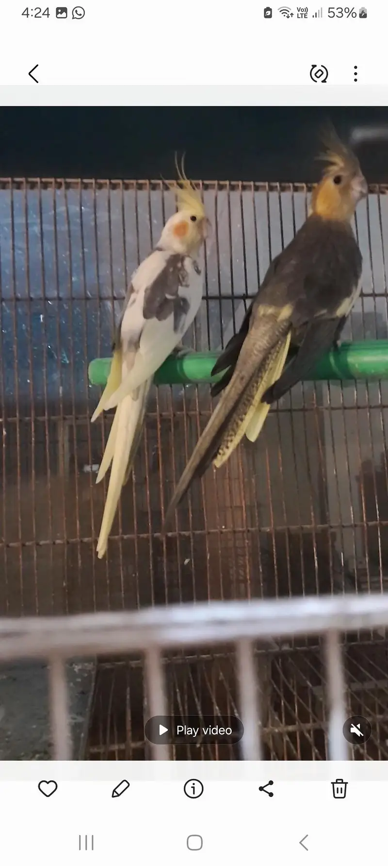 Cage , cocktail  , exibition, green pineapple conure breeder pairs — photo 7