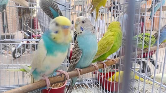other parrots  kay liya rabta number 03258307070