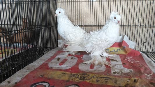 FRILL BREEDER PAIR