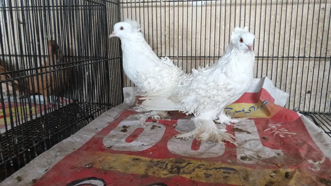 FRILL BREEDER PAIR — photo 2