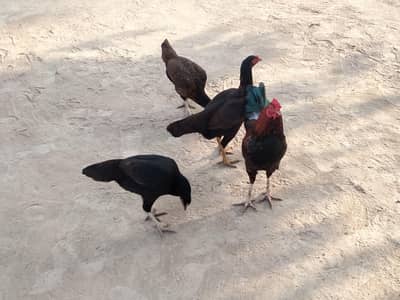 pure aseel hira