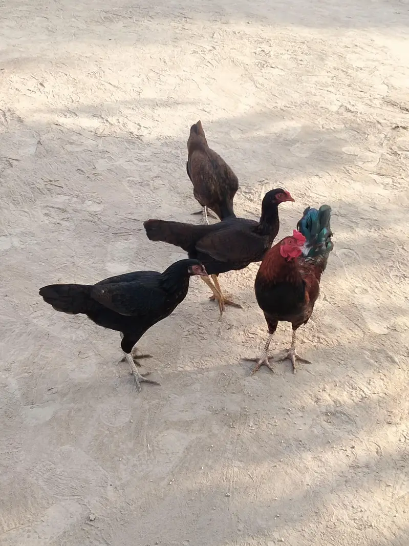 pure aseel hira — photo 2