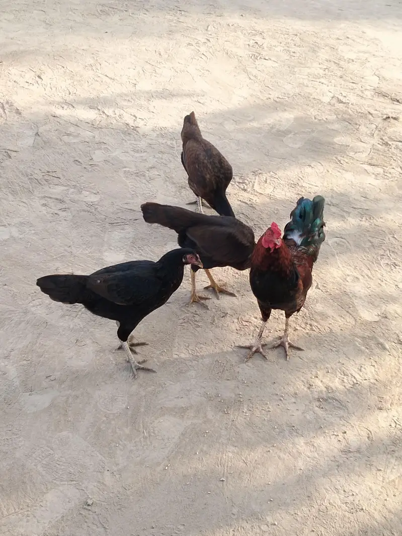 pure aseel hira — photo 3
