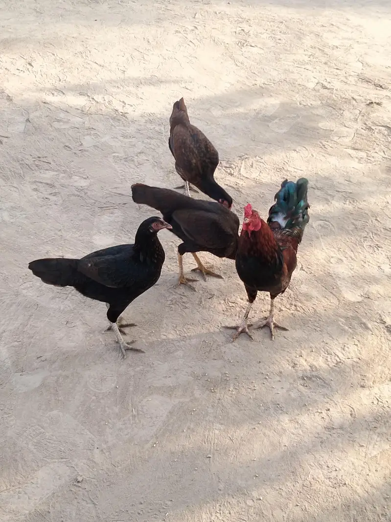 pure aseel hira — photo 4