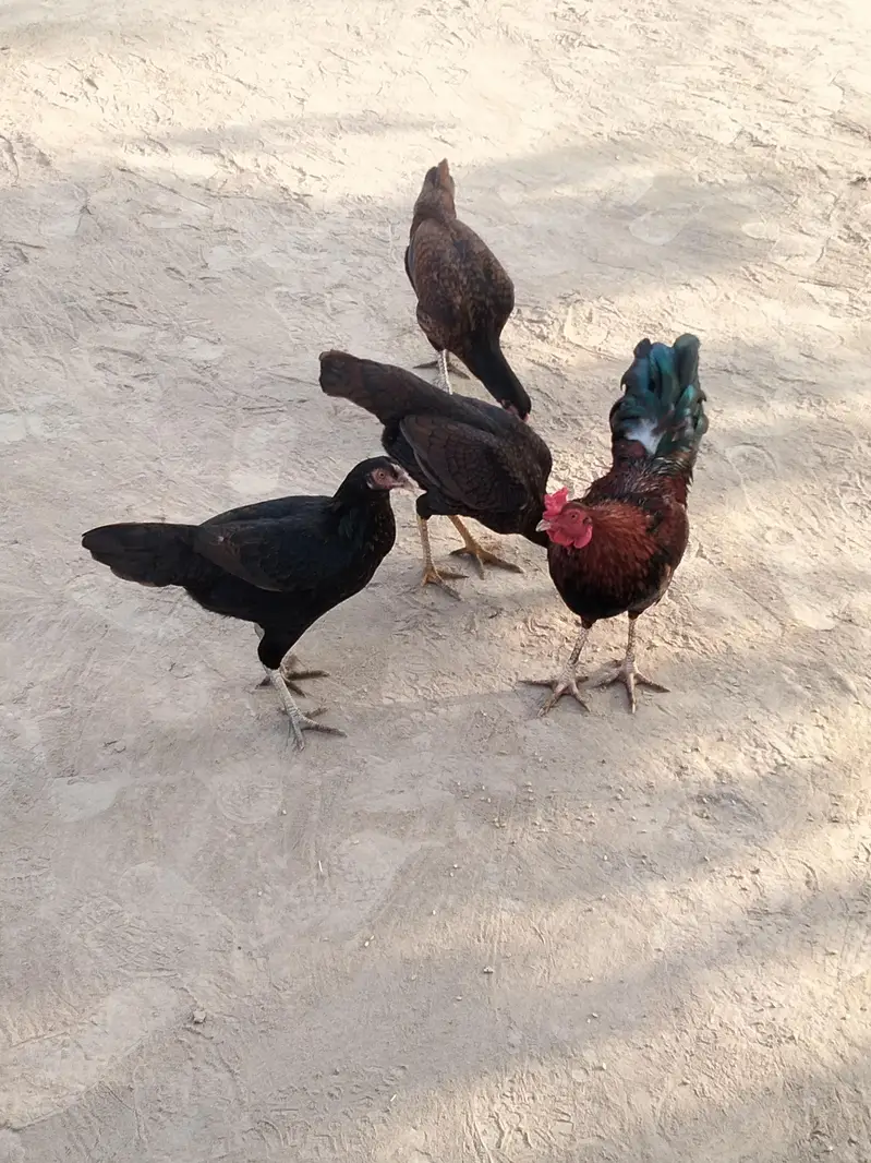 pure aseel hira — photo 5