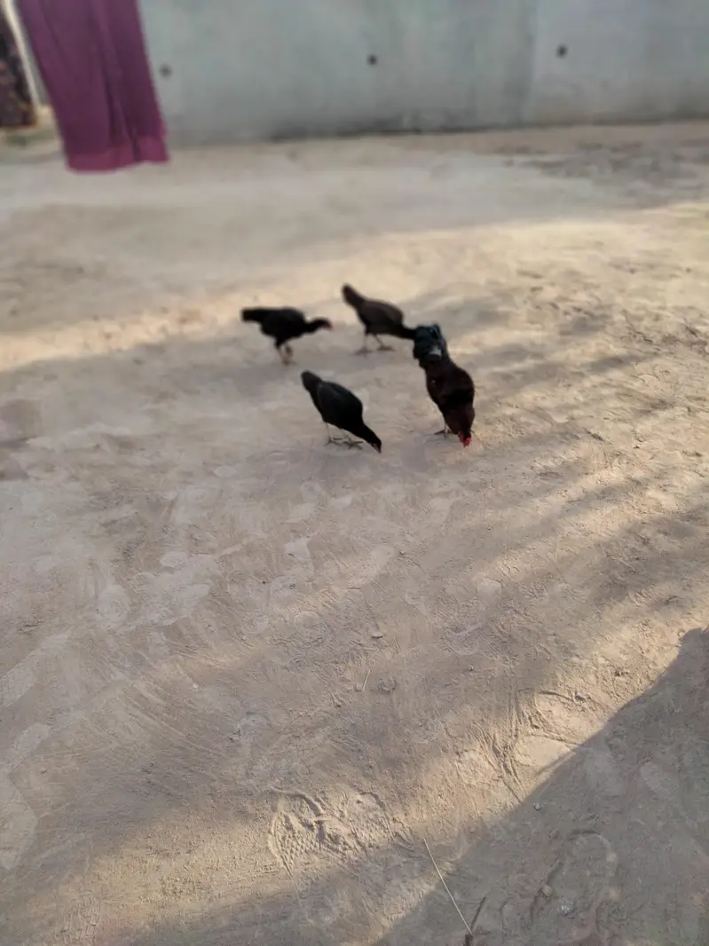 pure aseel hira — photo 9