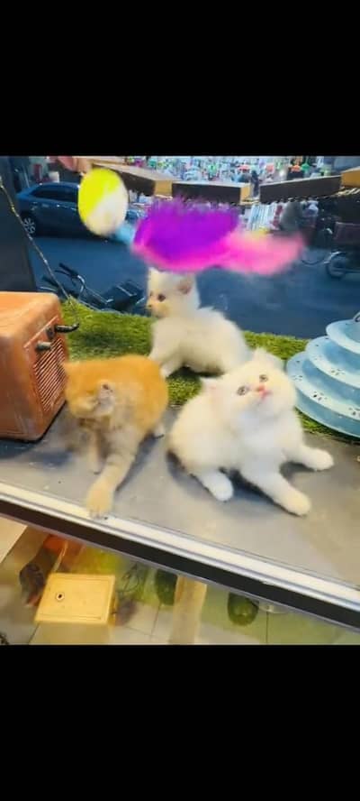 persian cat for sale