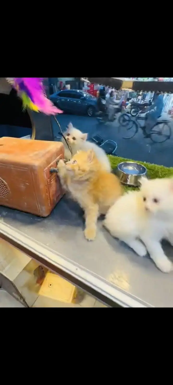 persian cat for sale — photo 2