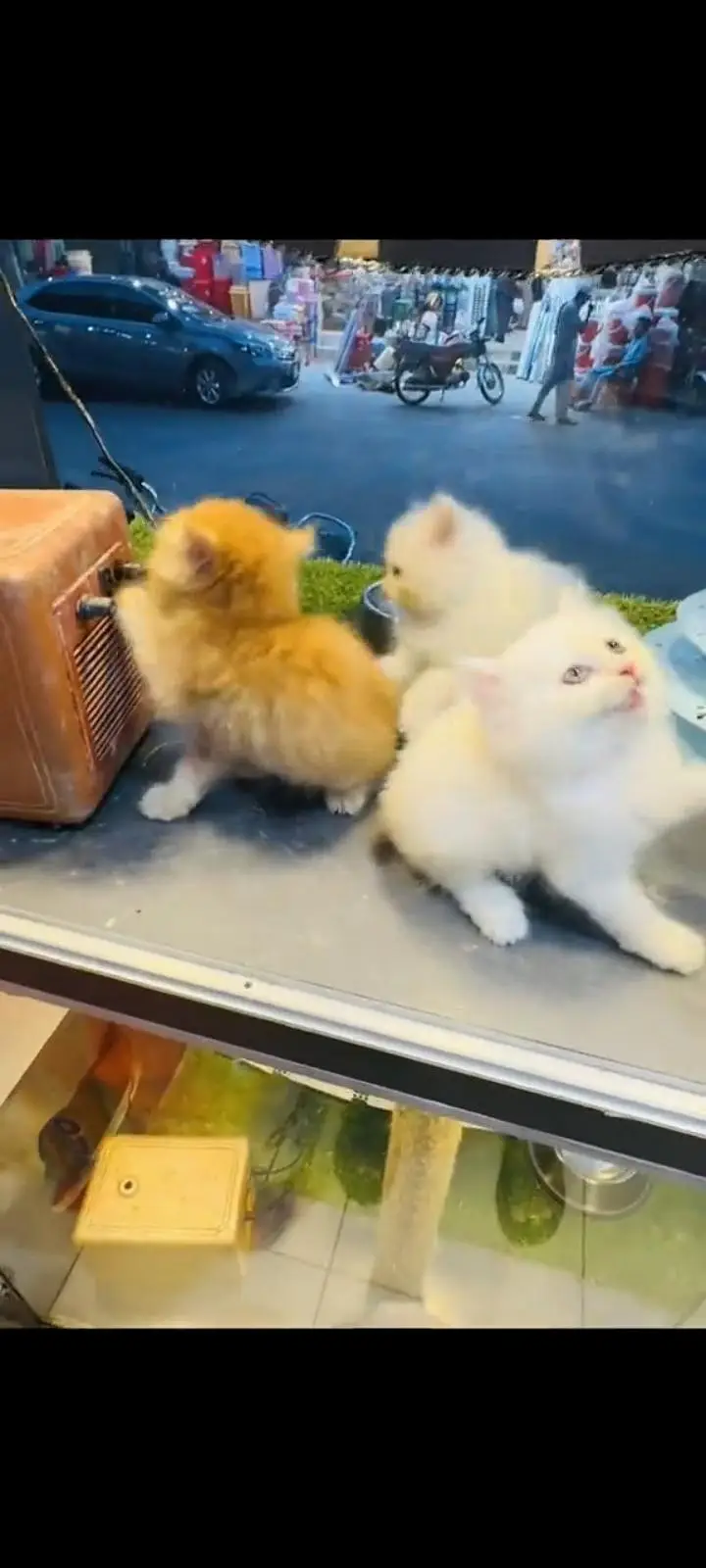 persian cat for sale — photo 3