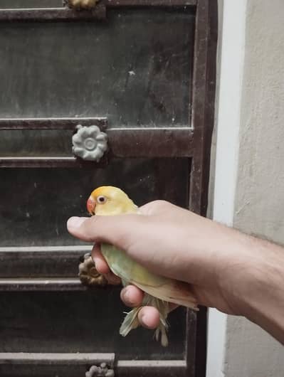Split Palefellow Lovebird Per piece rate 2000 for Sale
