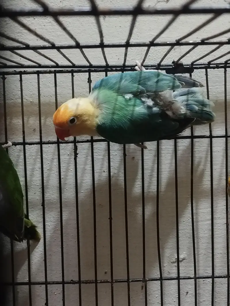 Split Palefellow Lovebird Per piece rate 2000 for Sale — photo 4