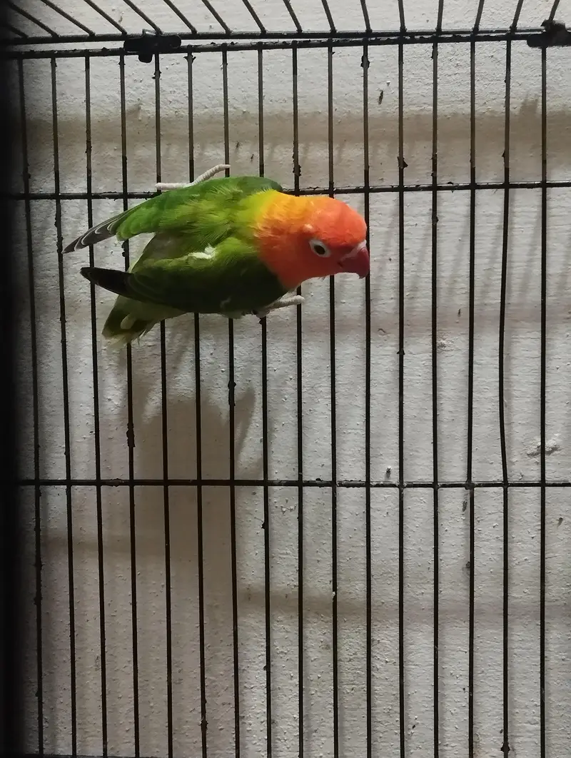 Split Palefellow Lovebird Per piece rate 2000 for Sale — photo 5