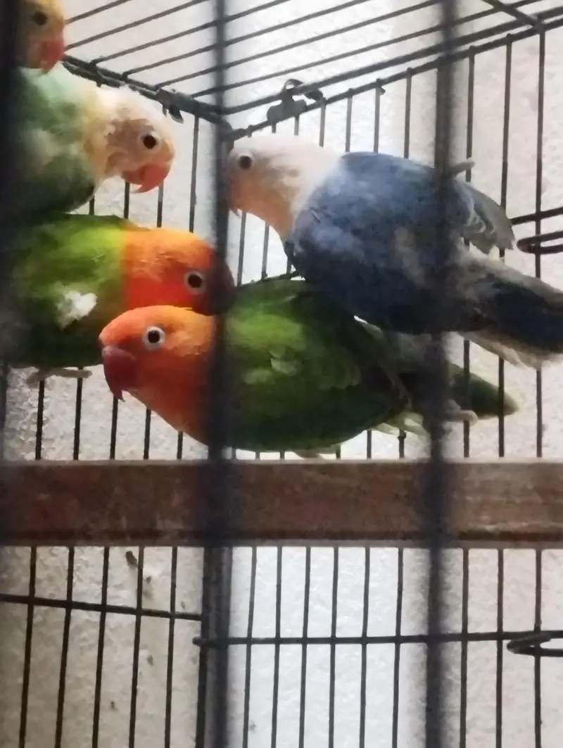 Split Palefellow Lovebird Per piece rate 2000 for Sale — photo 6