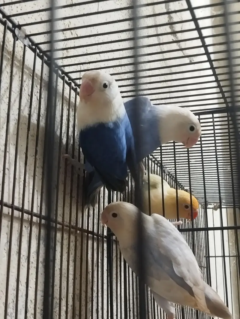 Split Palefellow Lovebird Per piece rate 2000 for Sale — photo 7