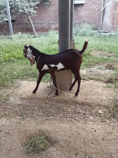 dise bakra 5 manth gajo mata me
