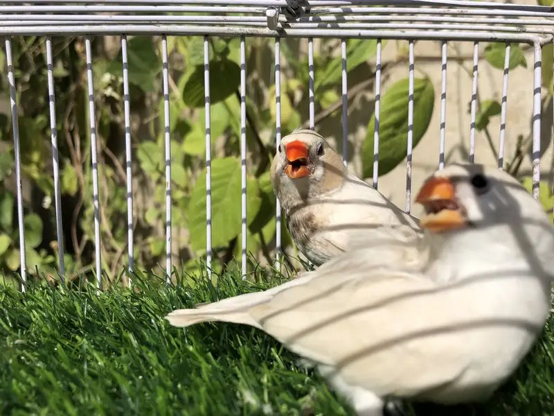 Cfw ob split bb pair vs cfw hen — photo 3