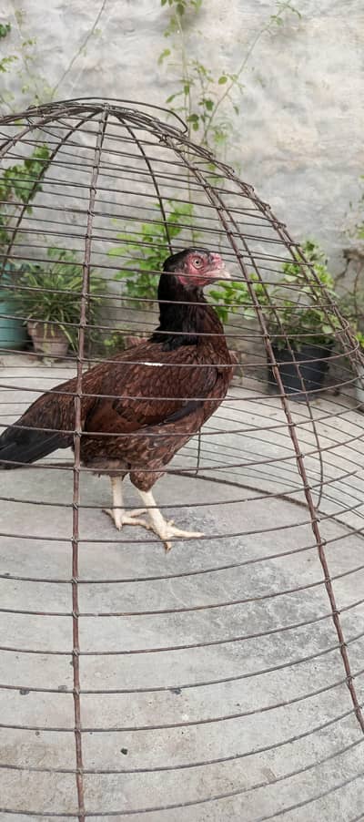 Aseel hens aor chicks