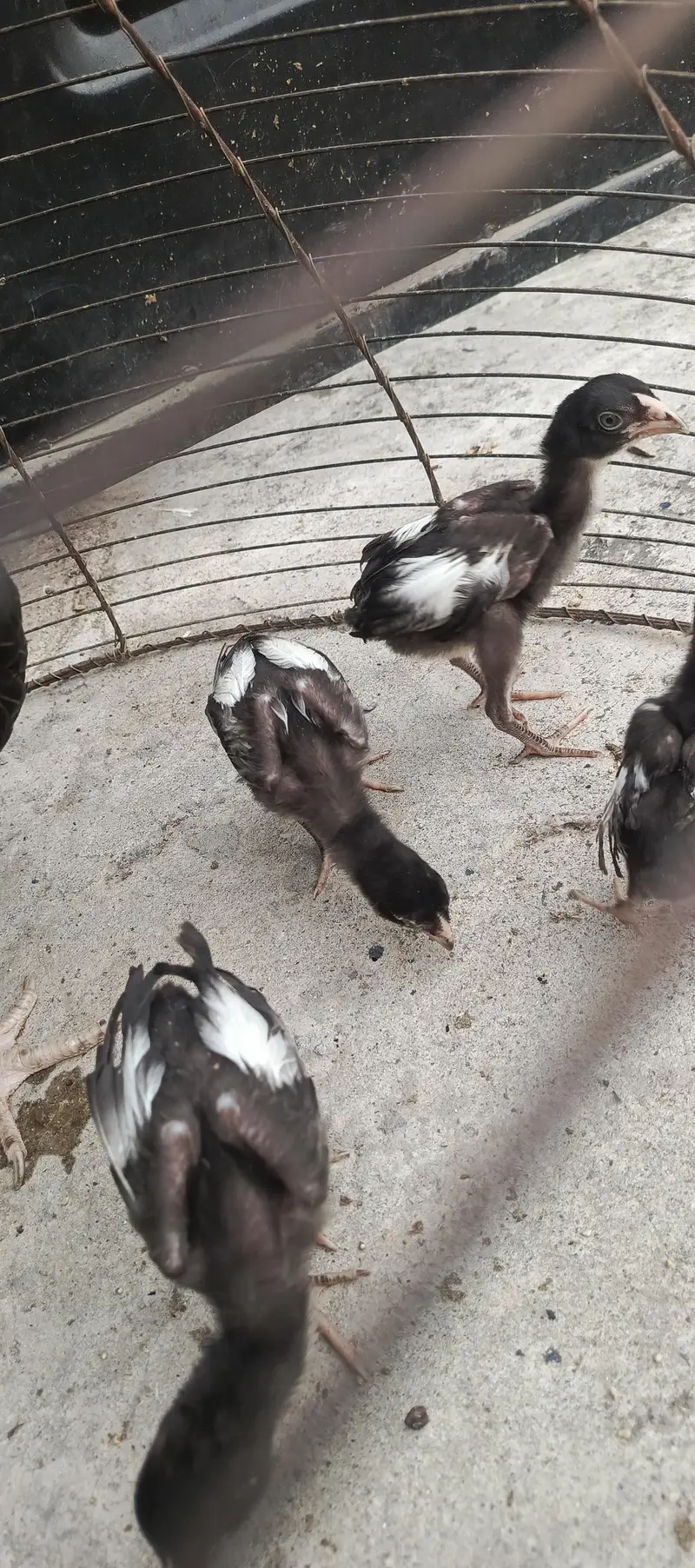 Aseel hens aor chicks — photo 2