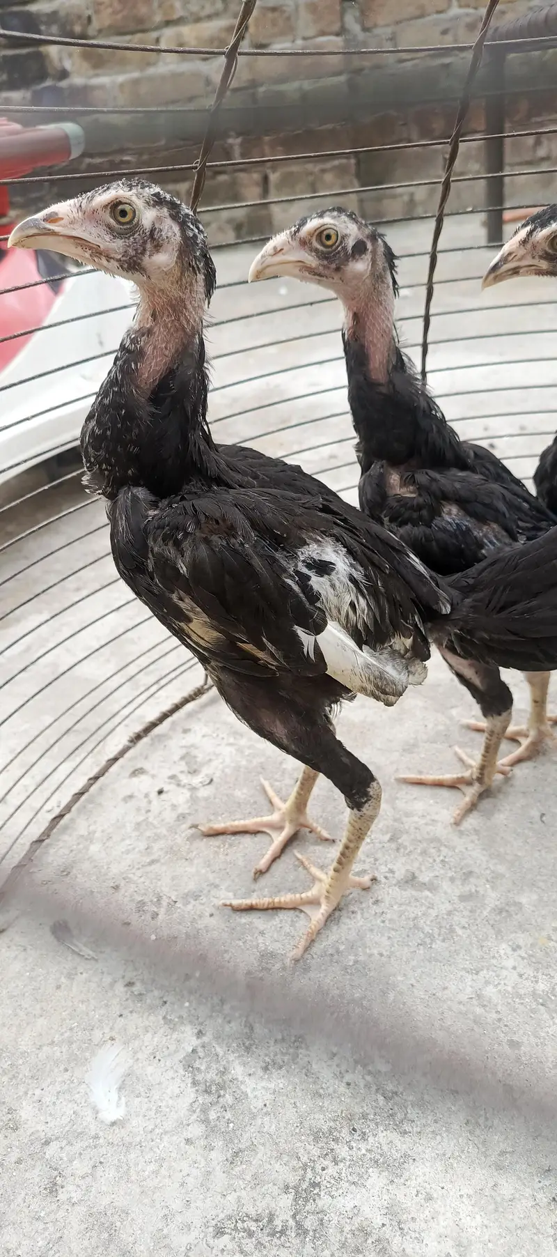 Aseel hens aor chicks — photo 3