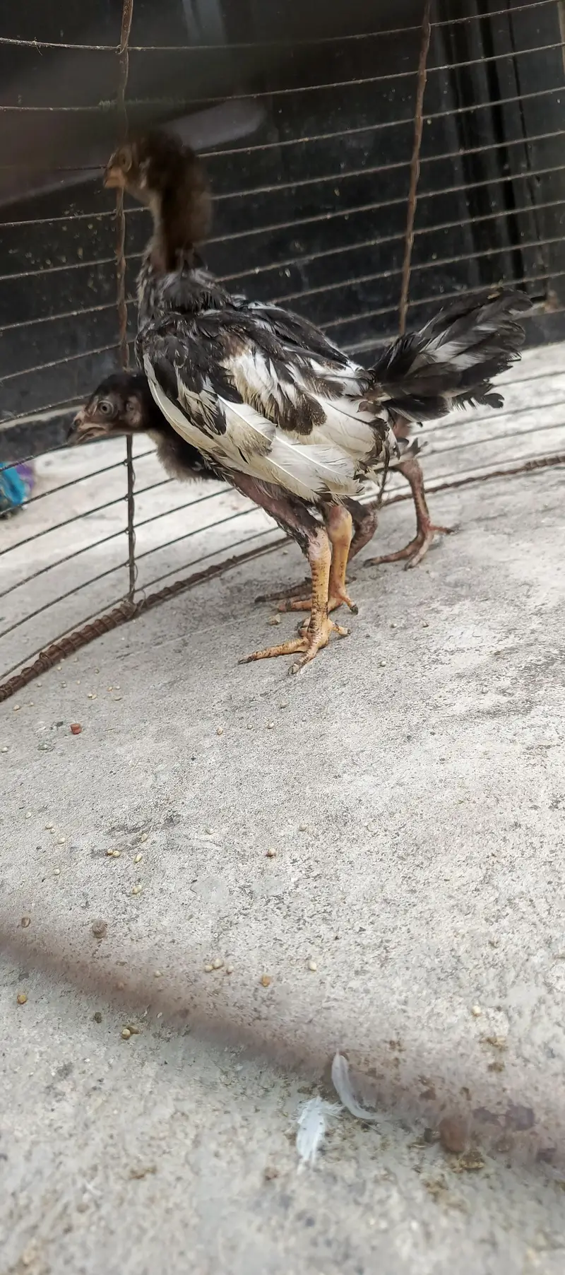 Aseel hens aor chicks — photo 4