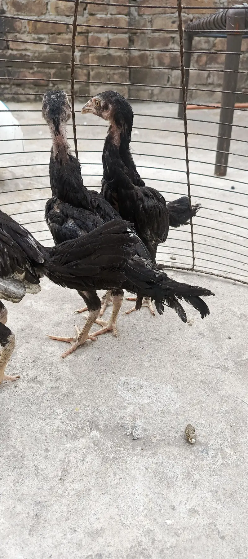 Aseel hens aor chicks — photo 6