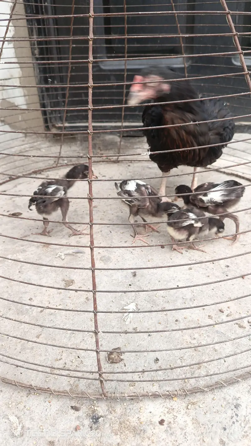 Aseel hens aor chicks — photo 7