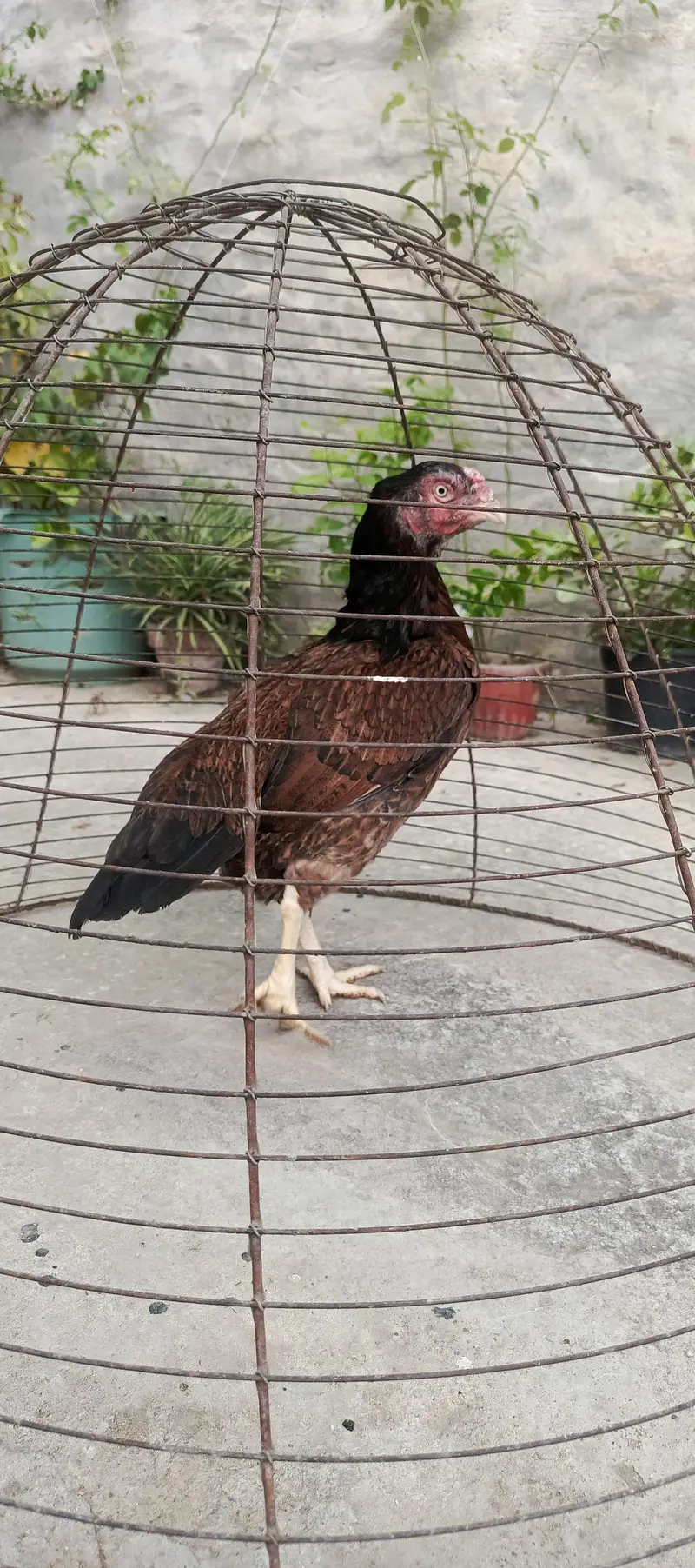 Aseel hens aor chicks — photo 8
