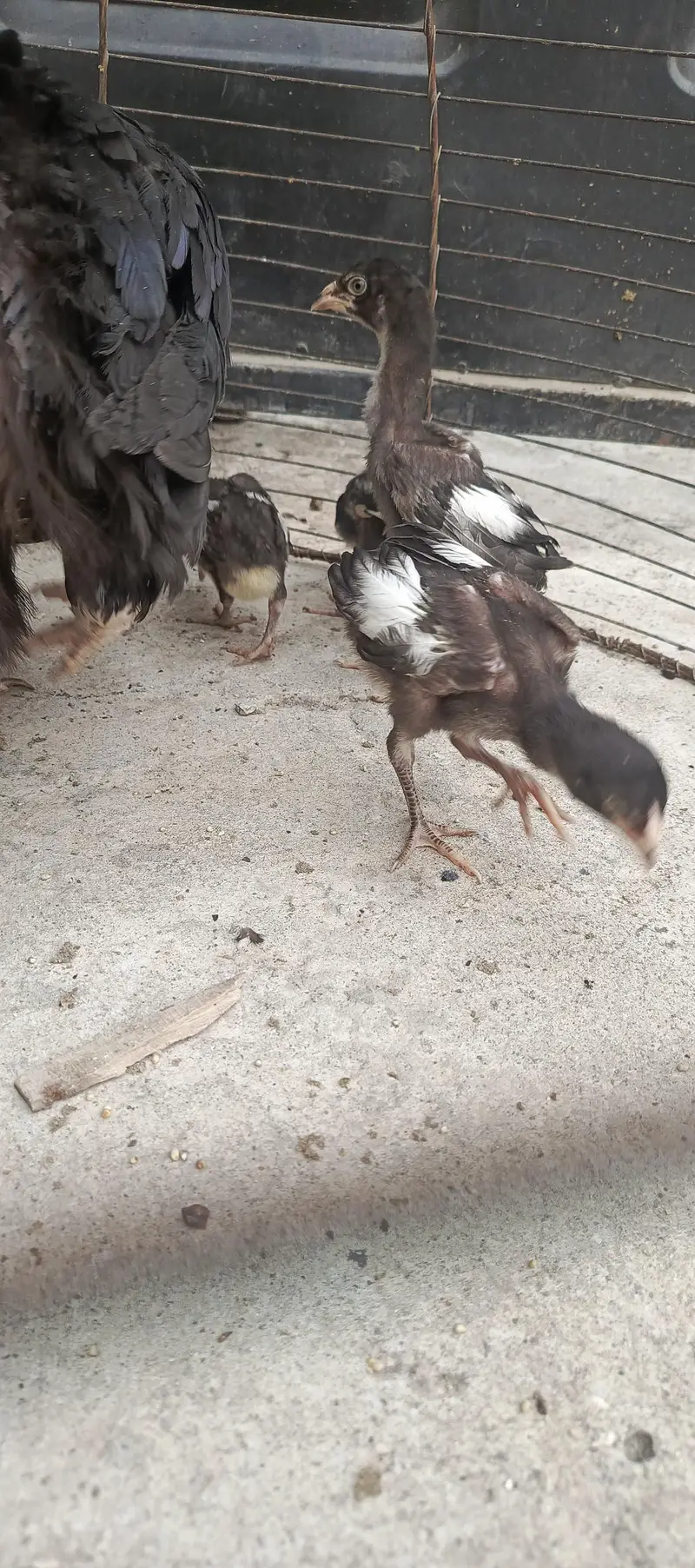 Aseel hens aor chicks — photo 9