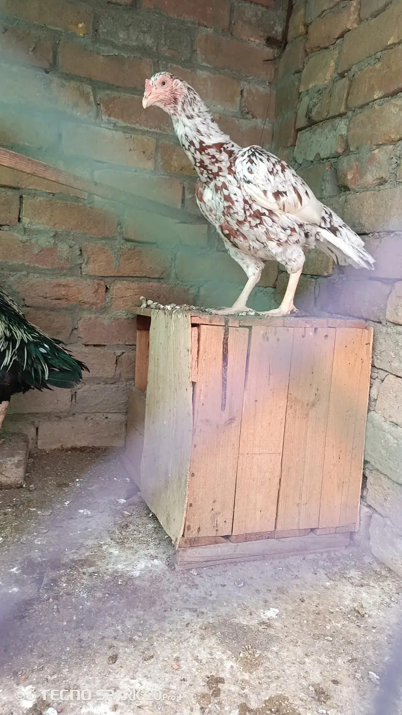 Aseel hens aor chicks — photo 10