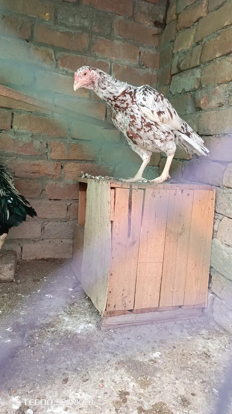 Aseel hens aor chicks — photo 11