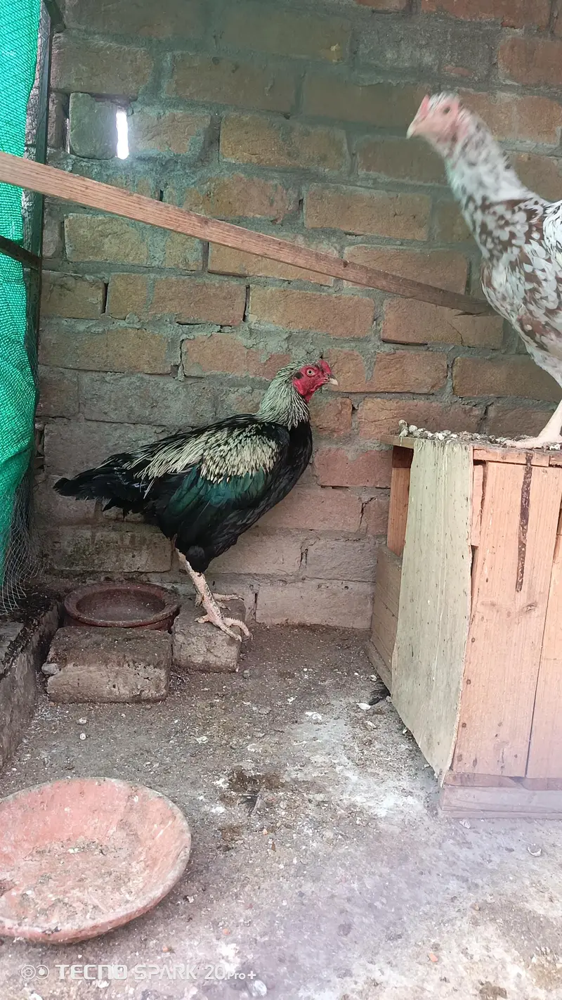 Aseel hens aor chicks — photo 12