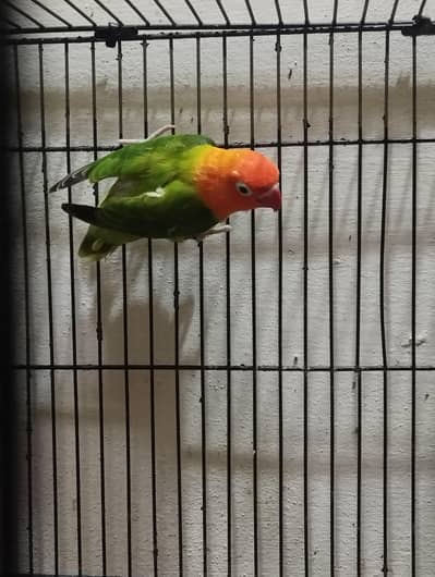Split Palefellow Ready to breed lovebird Per piece Rate 2000