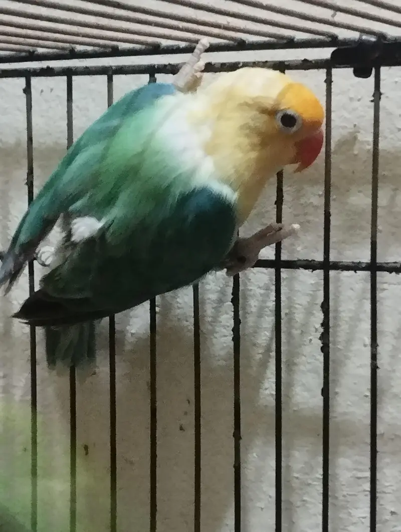 Split Palefellow Ready to breed lovebird Per piece Rate 2000 — photo 2