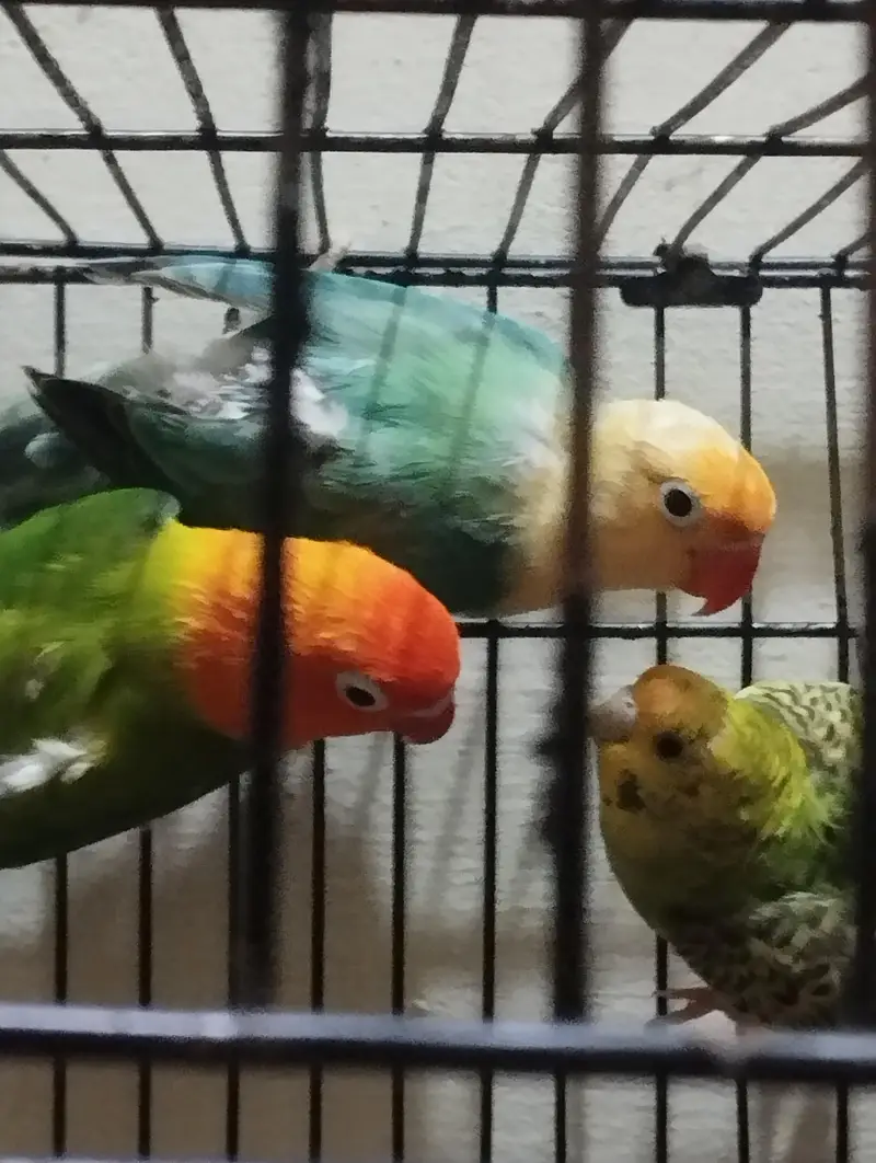 Split Palefellow Ready to breed lovebird Per piece Rate 2000 — photo 3