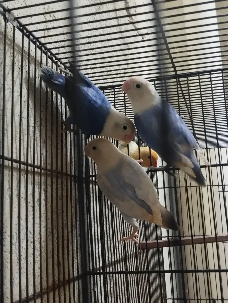 Split Palefellow Ready to breed lovebird Per piece Rate 2000 — photo 4